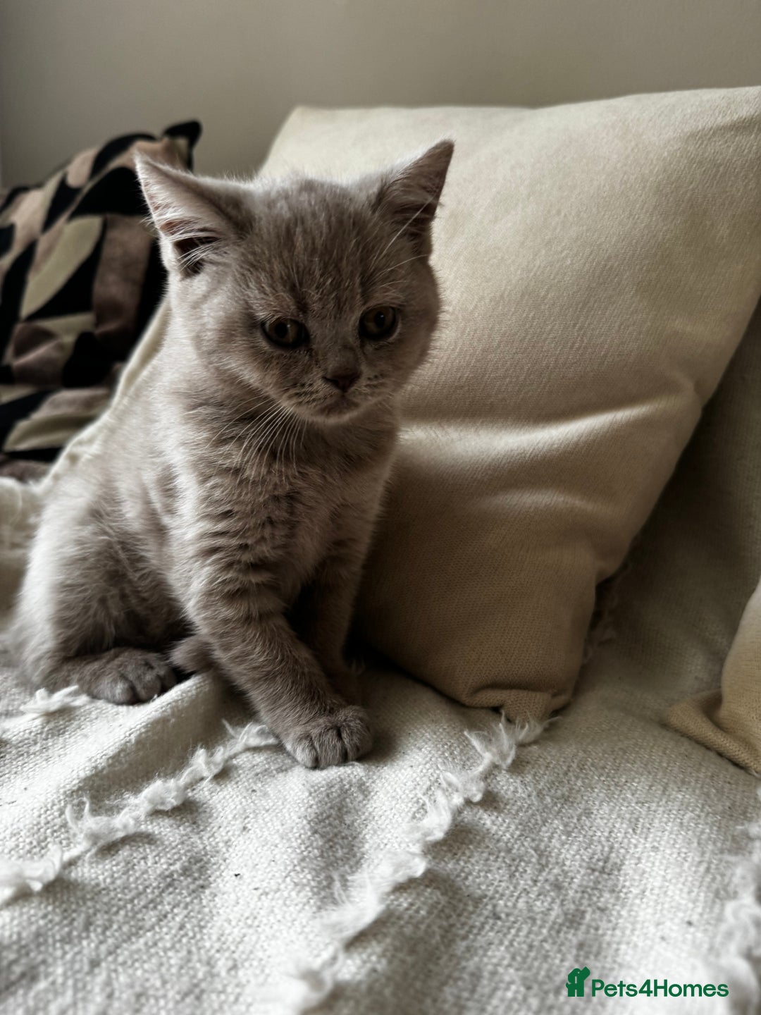 British Shorthair cats for sale: Beautiful Lilac BSH Kittens – Pedigree Parents - Advert 20