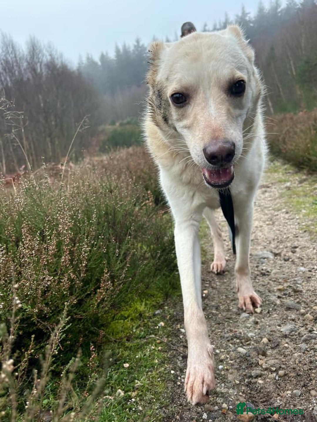 Mixed Breed dogs for adoption: Buddy - Norwich Norfolk  - Image 14