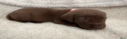 Labrador Retriever dogs for sale: Chocolate Labrador Puppies - Advert 17