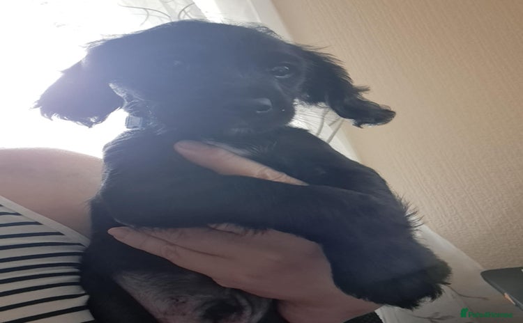 Mixed Breed dogs - Advert 15