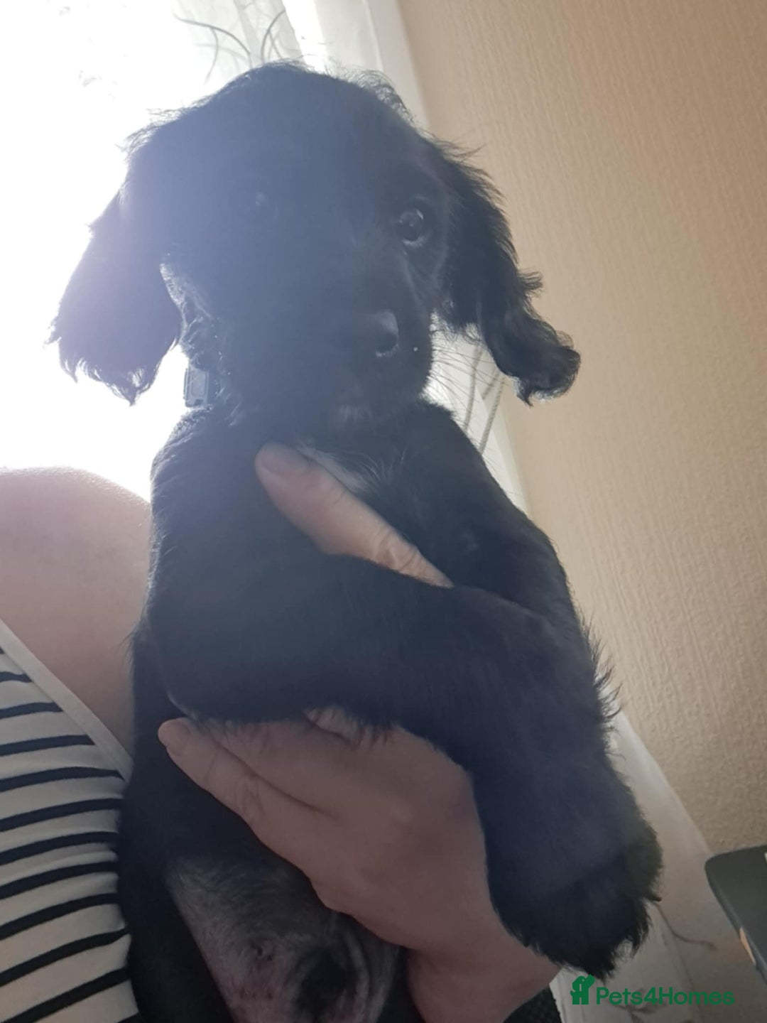 Mixed Breed dogs for sale: 5 ---- 1 yorkiepoo - Image 1