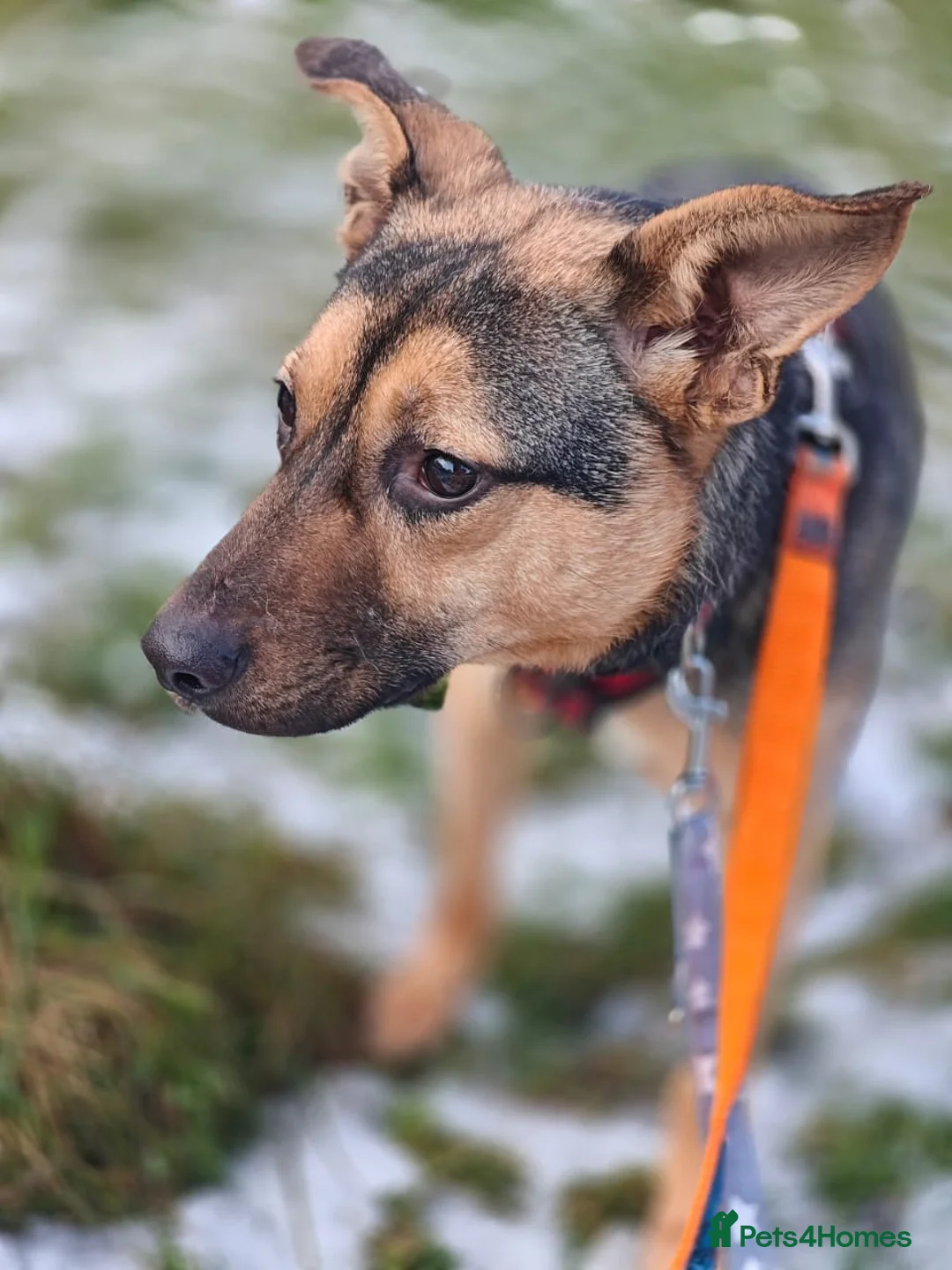 Mixed Breed dogs for adoption: URGENT FOSTER PLEA-💙 Mozart, 1 yo, lower-medium - Advert 16