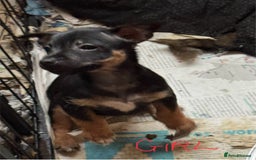 Jack Russell dogs for sale: Norwich terrier cross Jack Russell pups for sale - Image 8