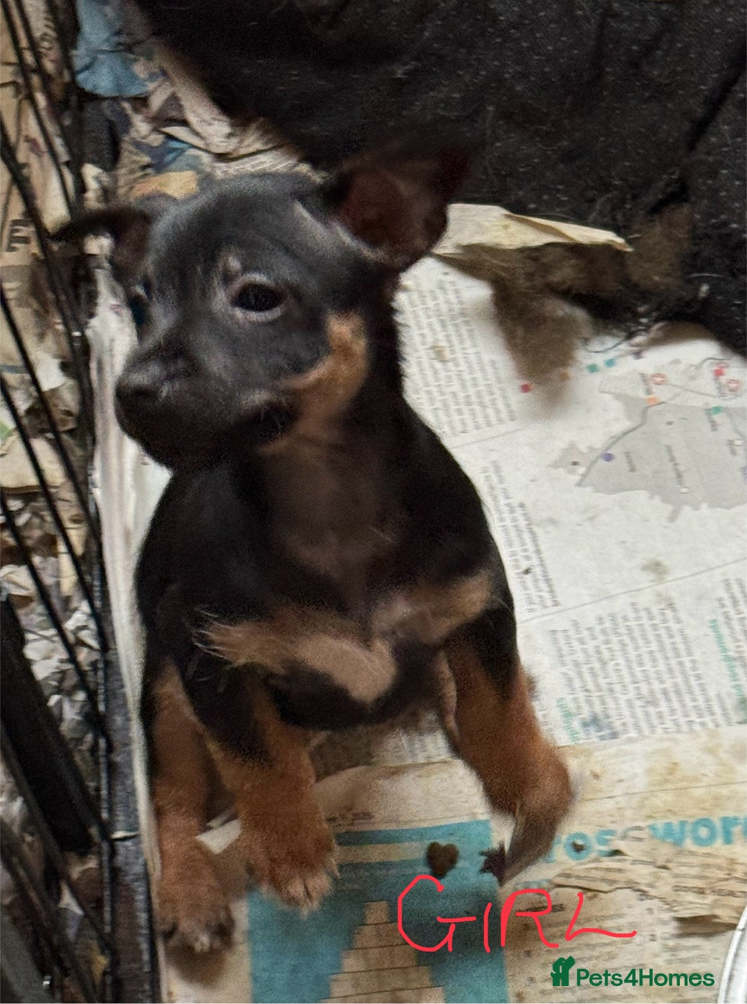 Jack Russell dogs for sale: Norwich terrier cross Jack Russell pups for sale - Image 8