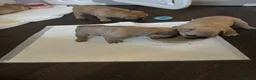 Mixed Breed dogs for sale: French bulldog/ British bulldog puppies  - Advert 13