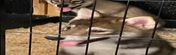 Mixed Breed dogs for sale: utanagan pups ready for their forever home - Advert 3