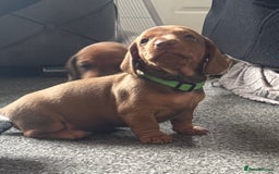 Miniature Dachshund dogs for sale: Beautiful dachshund puppy’s  - Image 14