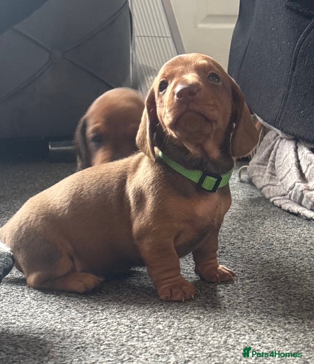 Miniature Dachshund dogs for sale: Beautiful dachshund puppy’s  - Image 14