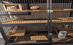 Chinchilla rodents for sale: Chinchilla  - Image 3