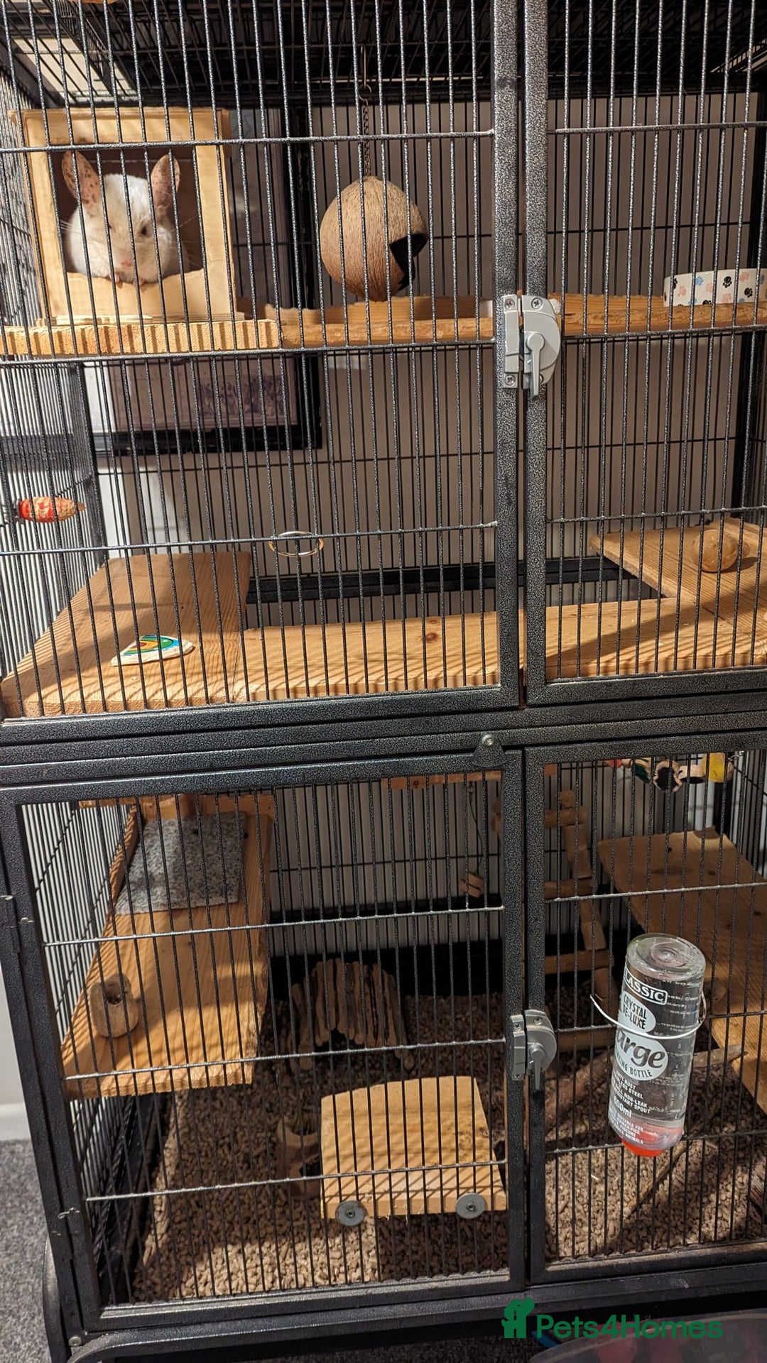 Chinchilla rodents for sale: Chinchilla  - Image 3