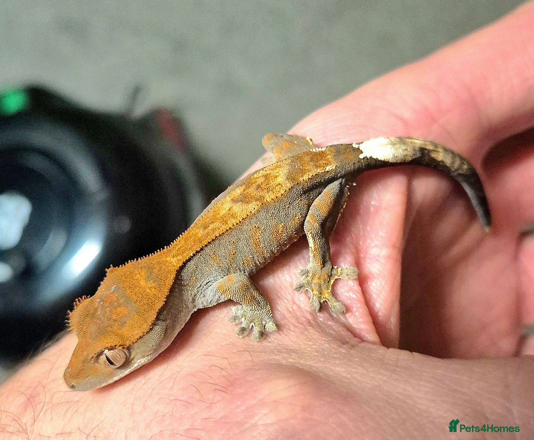 Gecko reptiles Frappuccino and cappuccino crested geckos - Advert 10