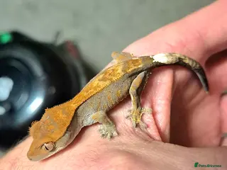 Gecko reptiles Frappuccino and cappuccino crested geckos - Advert 6