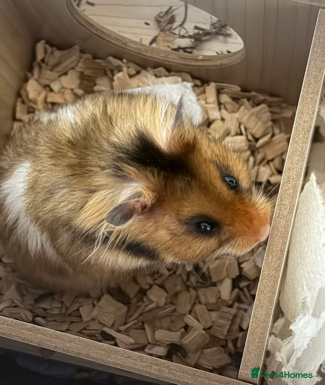 Hamster rodents for sale: Female Syrian hamster with cage and accessories - Advert 2