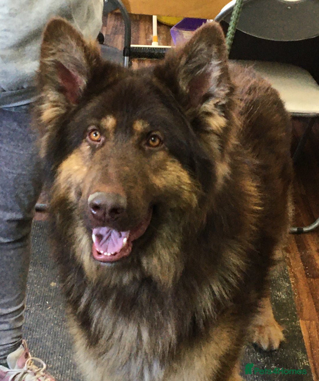 German Shepherd dogs for stud: German Shepherd at stud in Sandwich - Advert 2