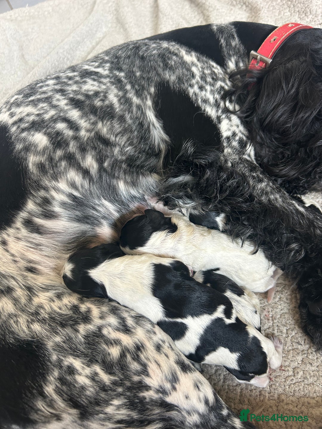 Cocker Spaniel dogs for sale: Blue roan cocker spaniels  - Image 4