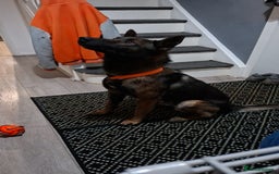 Belgian Shepherd Dog dogs for sale: Male  - Advert 2