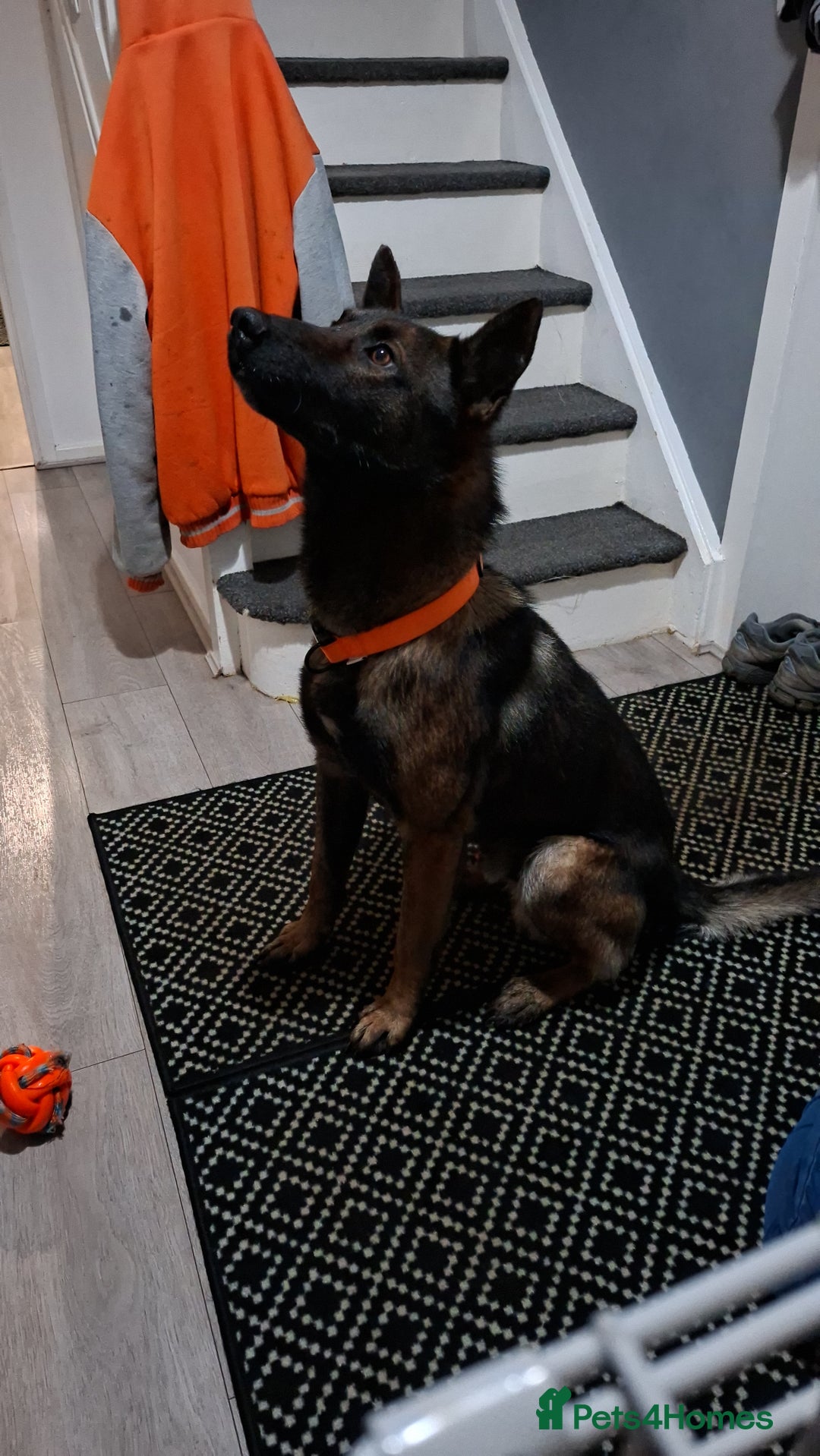 Belgian Shepherd Dog dogs for sale: Male  - Advert 2
