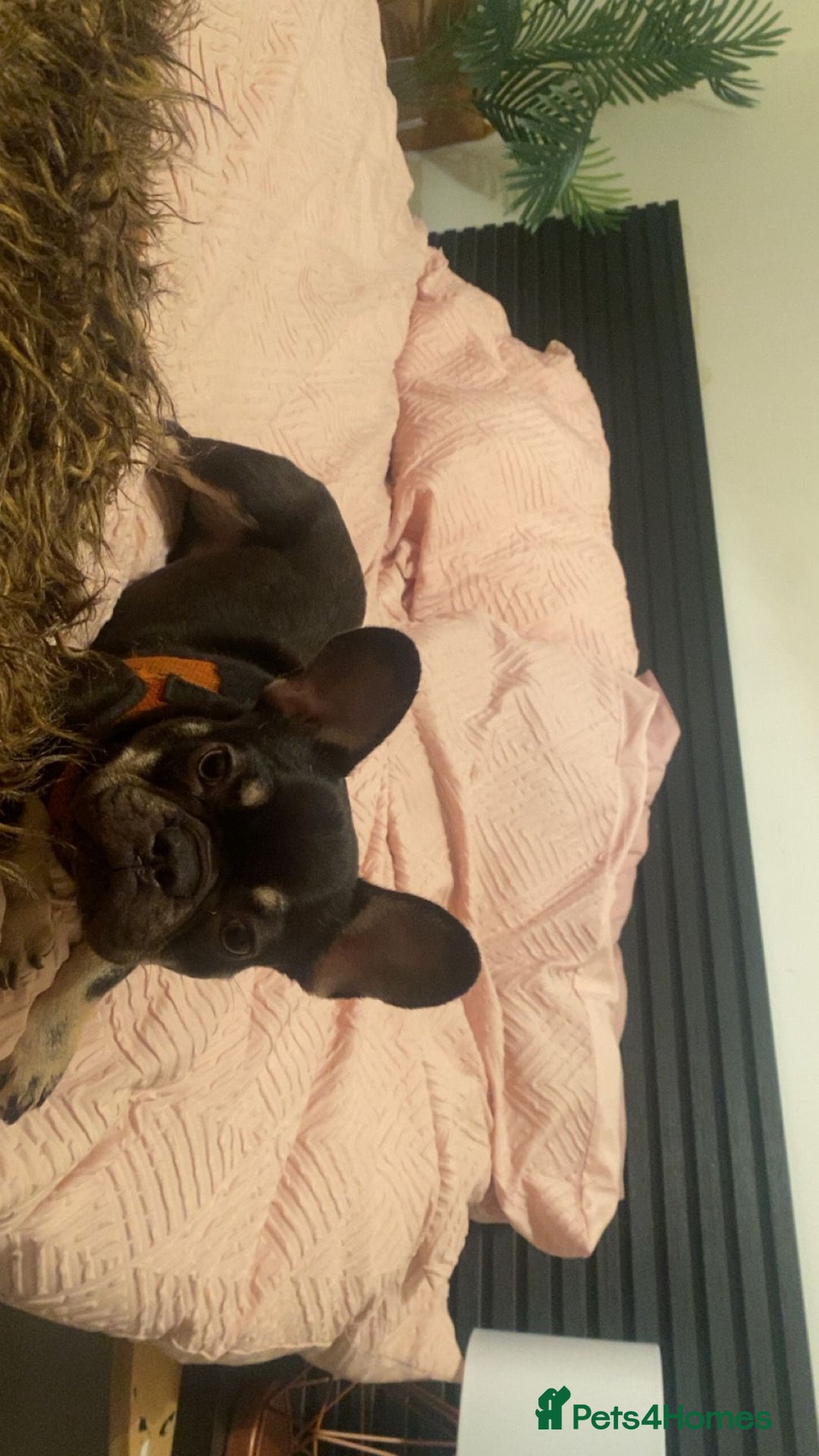 French Bulldog dogs for sale: 7 month old puppy  - Advert 9