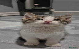 Mixed Breed cats for sale: BEAUTIFUL Kittens Looking forever home - Image 4