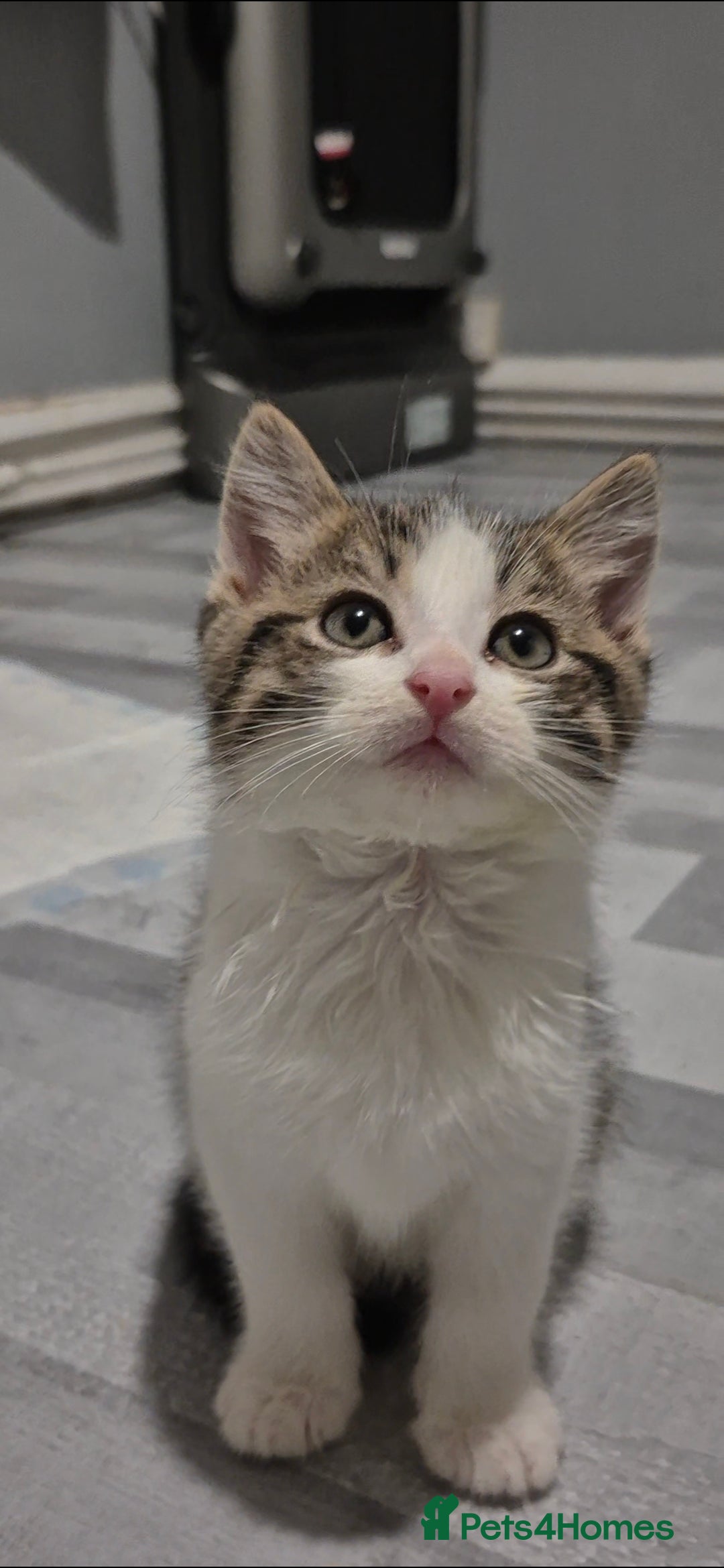 Mixed Breed cats for sale: BEAUTIFUL Kittens Looking forever home - Image 4