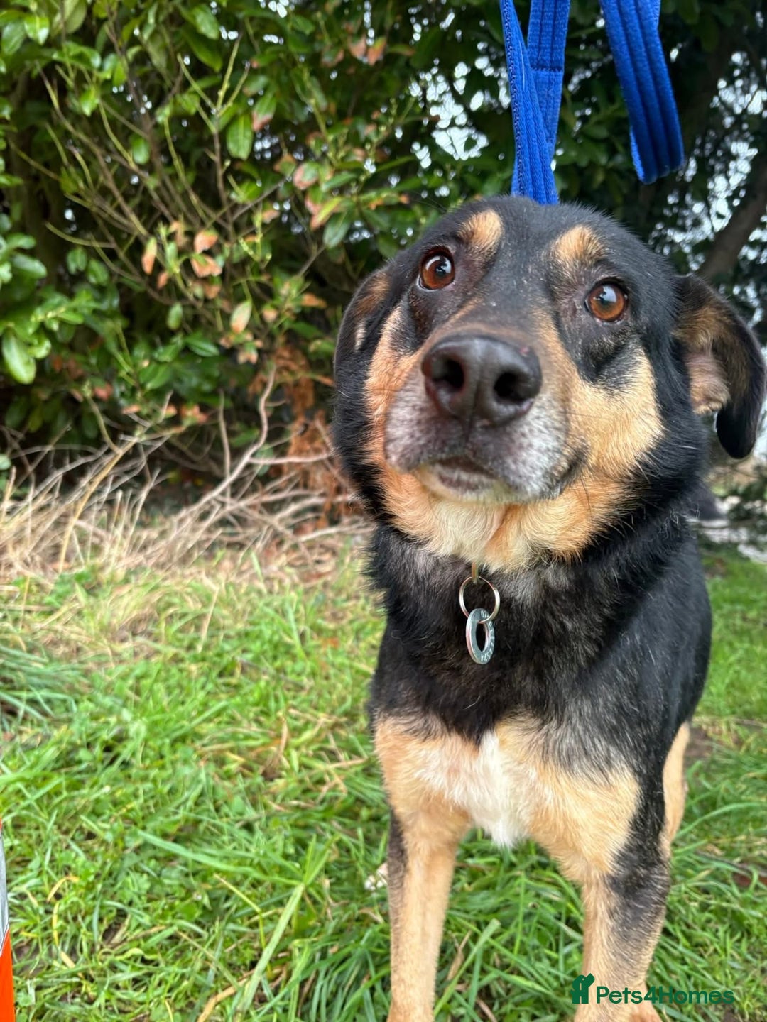Mixed Breed dogs for adoption: Batman - Norwich Norfolk  - Advert 1