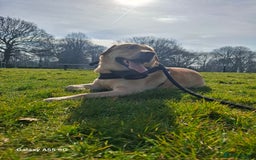 Labrador Retriever dogs for stud: Handsome Golden yellow labrador, family pet - Image 4