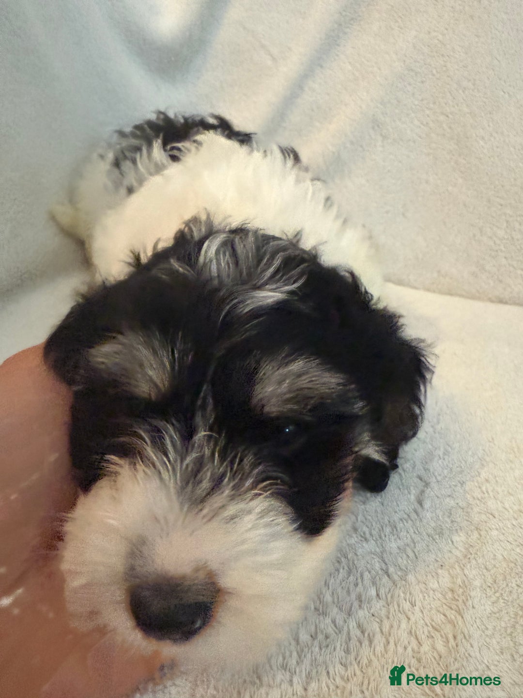 Cockapoo dogs for sale: Adorable Cockapoo puppies 🤍 - Image 6