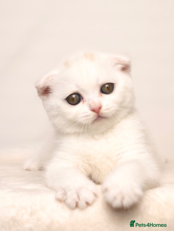Scottish Fold cats White Pure Sottish Fold kitten💗 - £600  - Advert 1