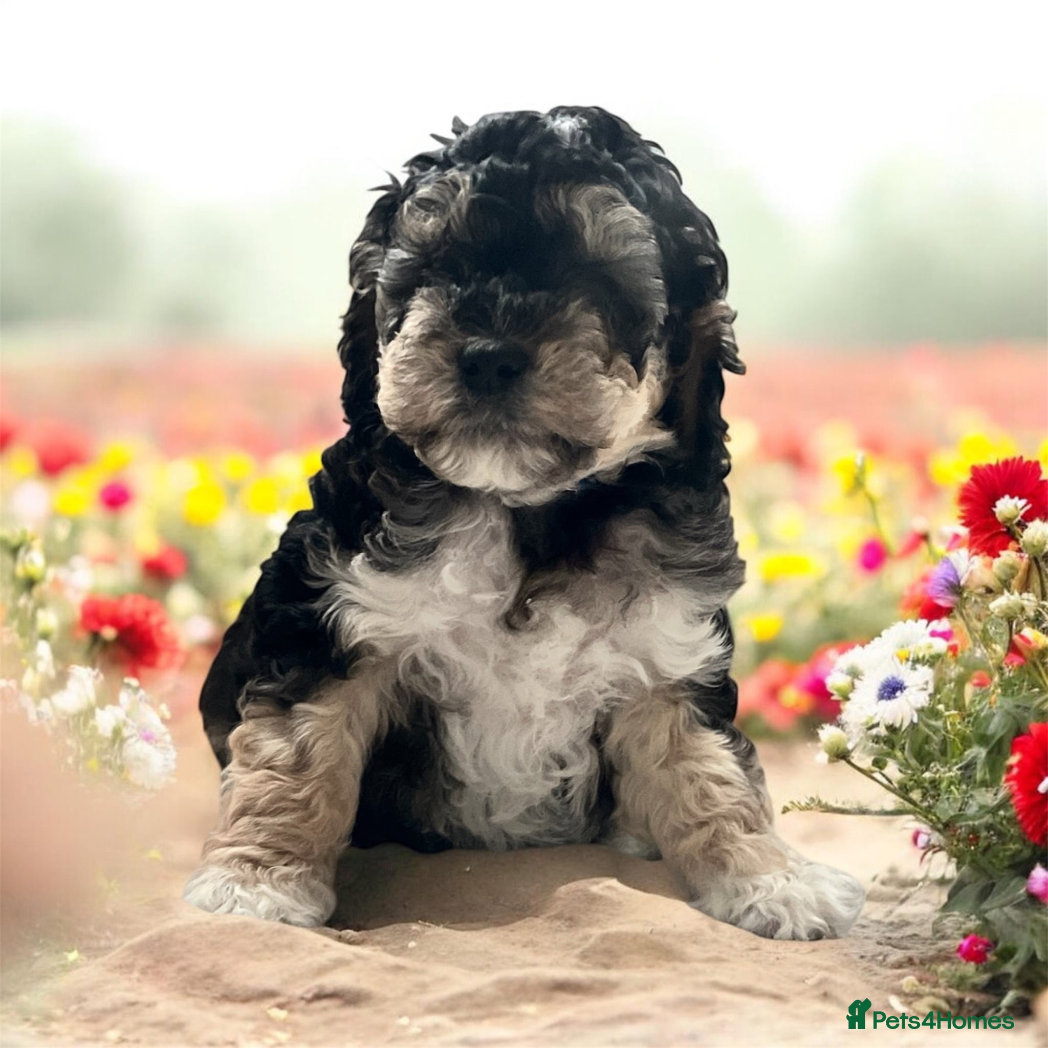 Australian Labradoodle dogs Gorgeous Puppies Ready on 25 April 🐶 - Advert 3