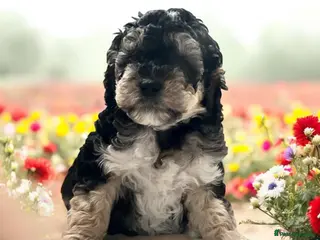 Australian Labradoodle dogs Gorgeous Puppies Ready on 25 April 🐶 - Advert 3