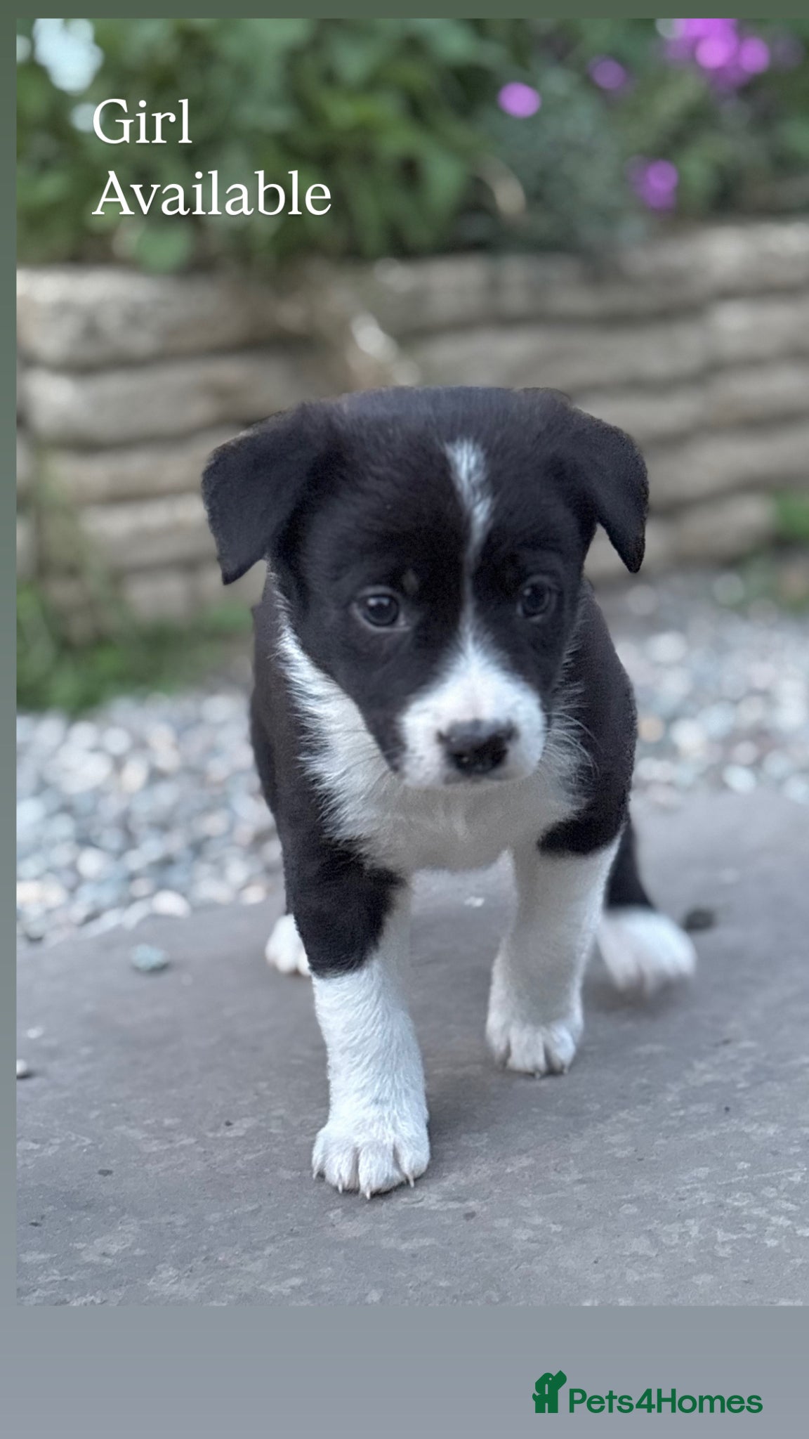 Mixed Breed dogs 3 beautiful Collie x Kelpie pups left🐶 - Advert 8