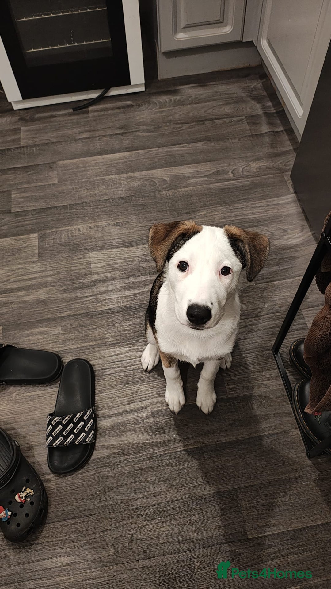 Mixed Breed dogs for sale: Nelly.. husky x German shepherd 6 months old  - Advert 1