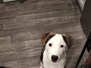 Mixed Breed dogs Nelly.. husky x German shepherd 6 months old - Advert 1