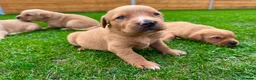 Goldador dogs for sale: Beautiful Golden Goldador Babies 🐾🐾🐾 - Advert 7