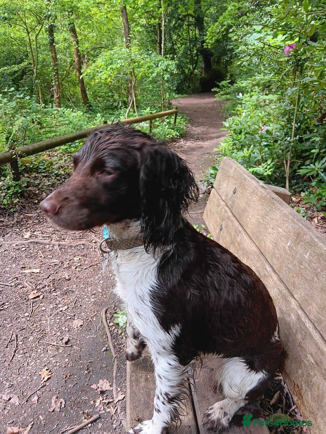 English Springer Spaniel dogs for sale: Health tested KC Registered Springer spaniels - Advert 2