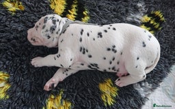 Dalmatian dogs for sale: Looking for 5* homes   - Image 8