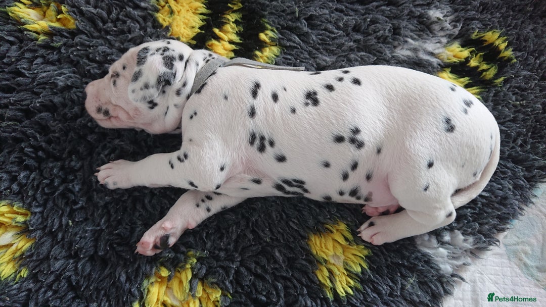 Dalmatian dogs for sale: Looking for 5* homes   - Image 8