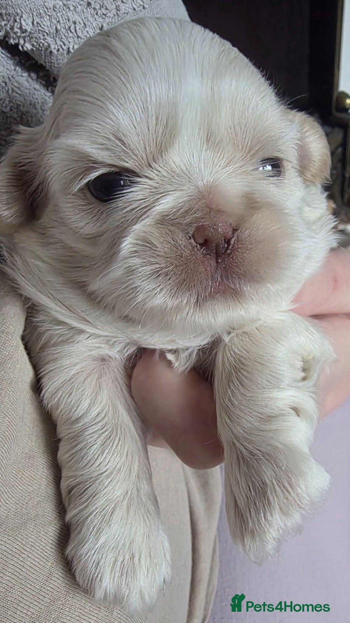 Shih Tzu dogs 2 female imperial shih tzu  - Advert 12