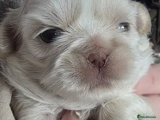 Shih Tzu dogs 2 female imperial shih tzu - Advert 12