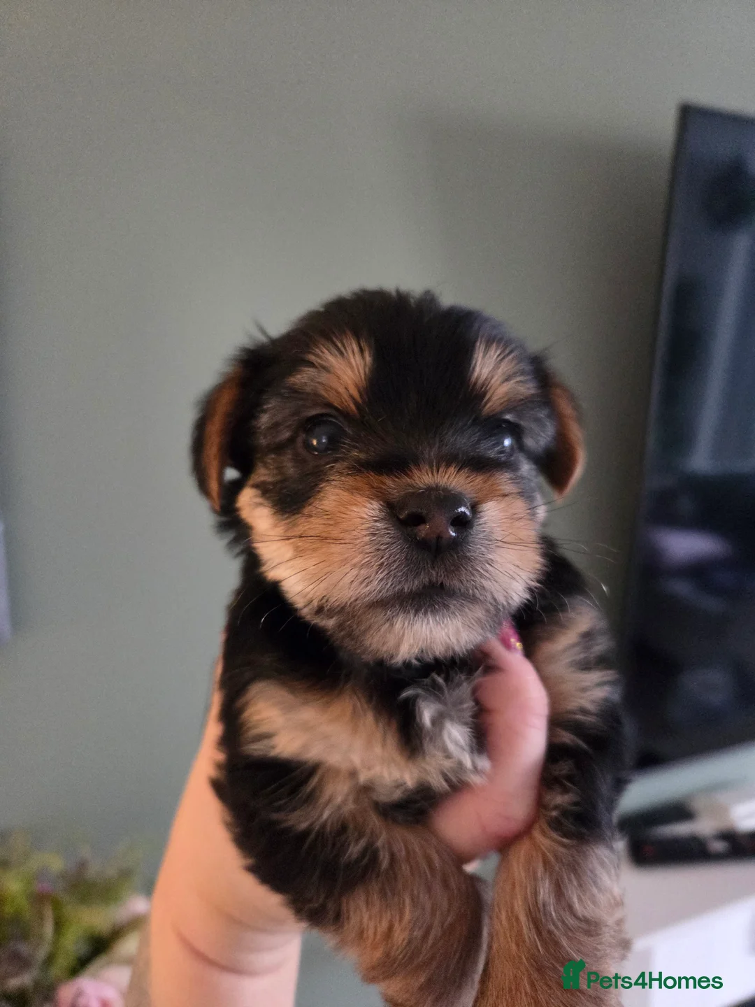 Yorkshire Terrier dogs for sale: Beautiful miniature Yorkshire terrier puppies - Advert 8