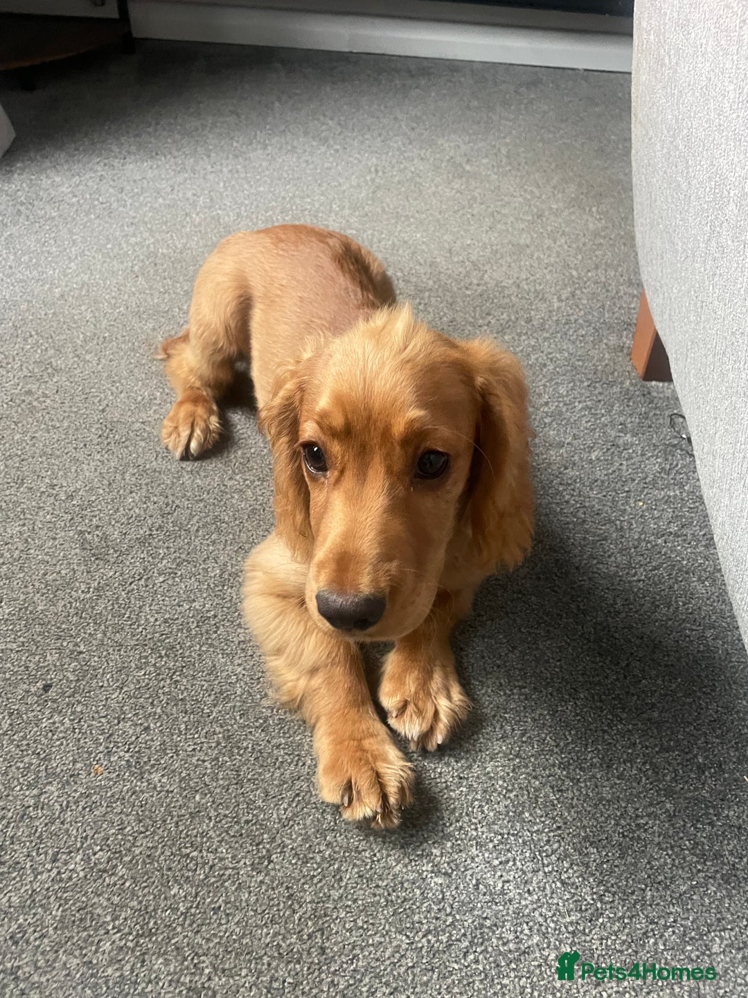 Cocker Spaniel dogs for sale: Cocker spaniel  - Image 1