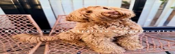 Australian Labradoodle dogs for sale: 100% WALA registered Australian Labradoodles - Advert 12