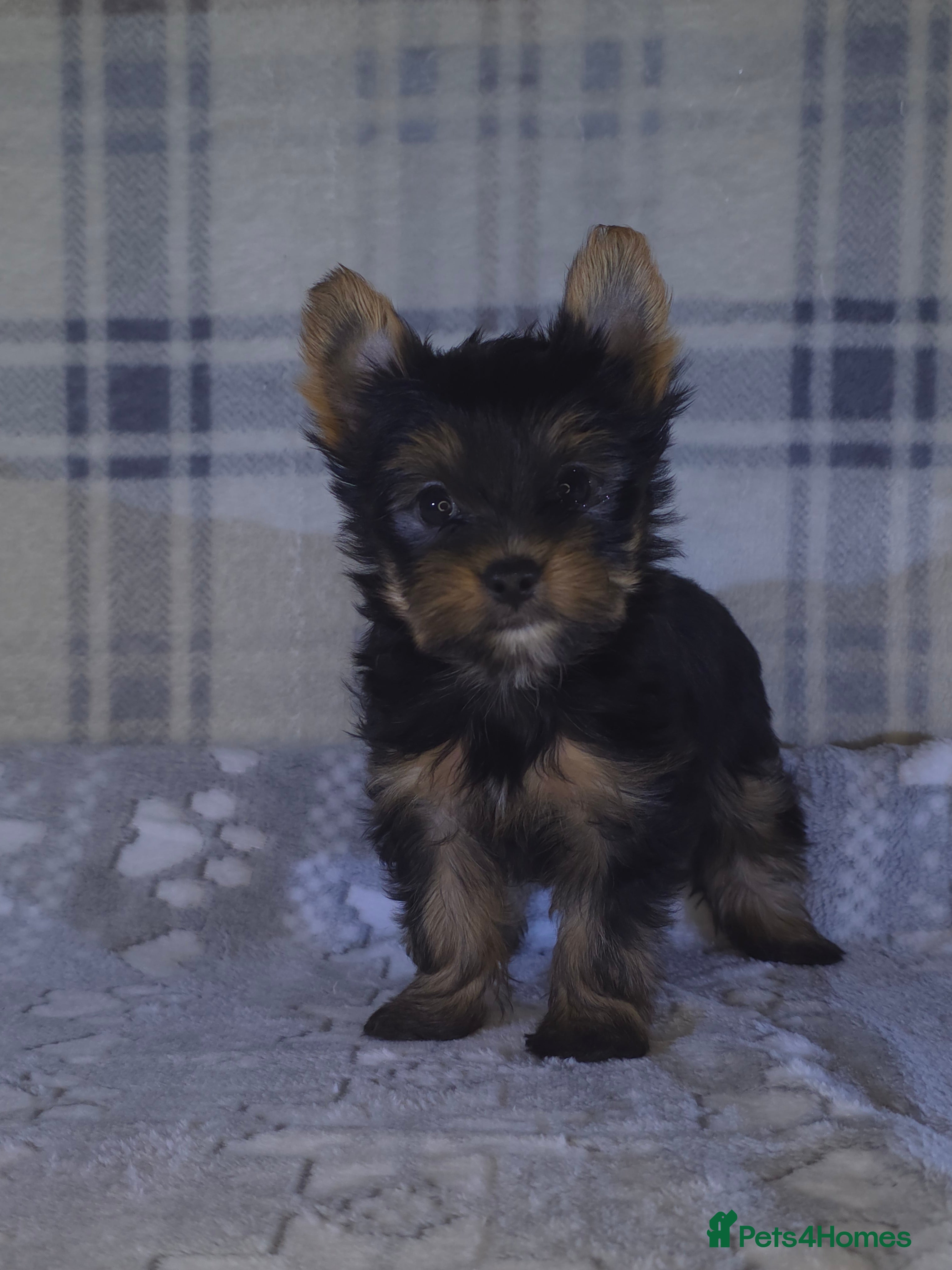 Yorkshire Terrier dogs For sale Tiny Yorkshire Terrier READY 09.01.2026 - Advert 7