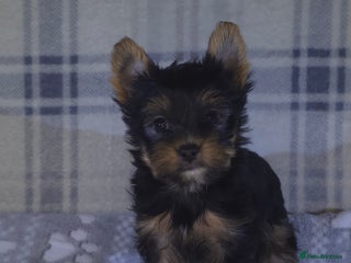 Yorkshire Terrier dogs For sale Tiny Yorkshire Terrier READY 09.01.2026 - Advert 3