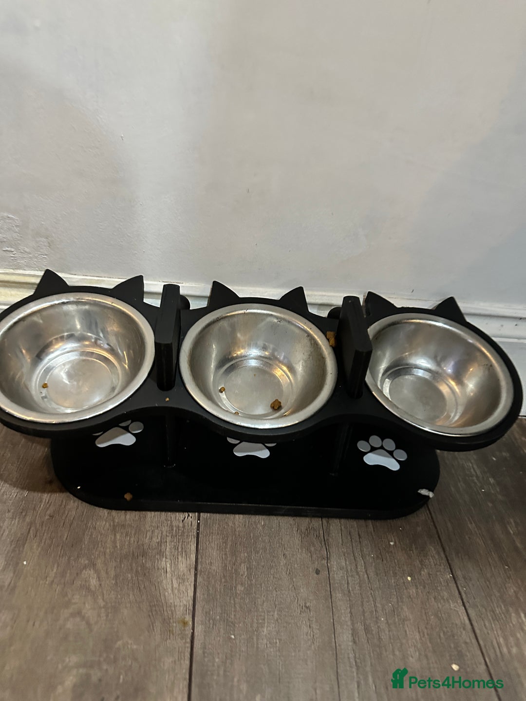 Persian cats for sale: Persian cats for sale - Advert 5