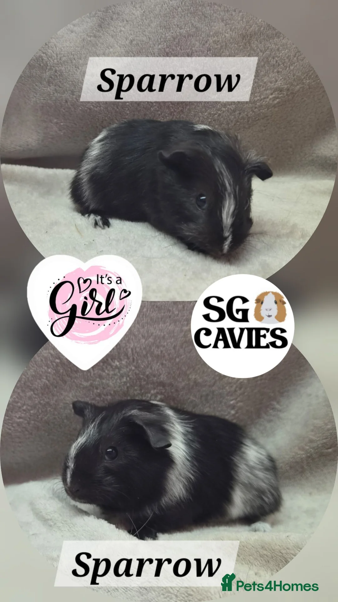 Guinea Pig rodents for sale: Stunning baby guinea pigs for sale  - Advert 11