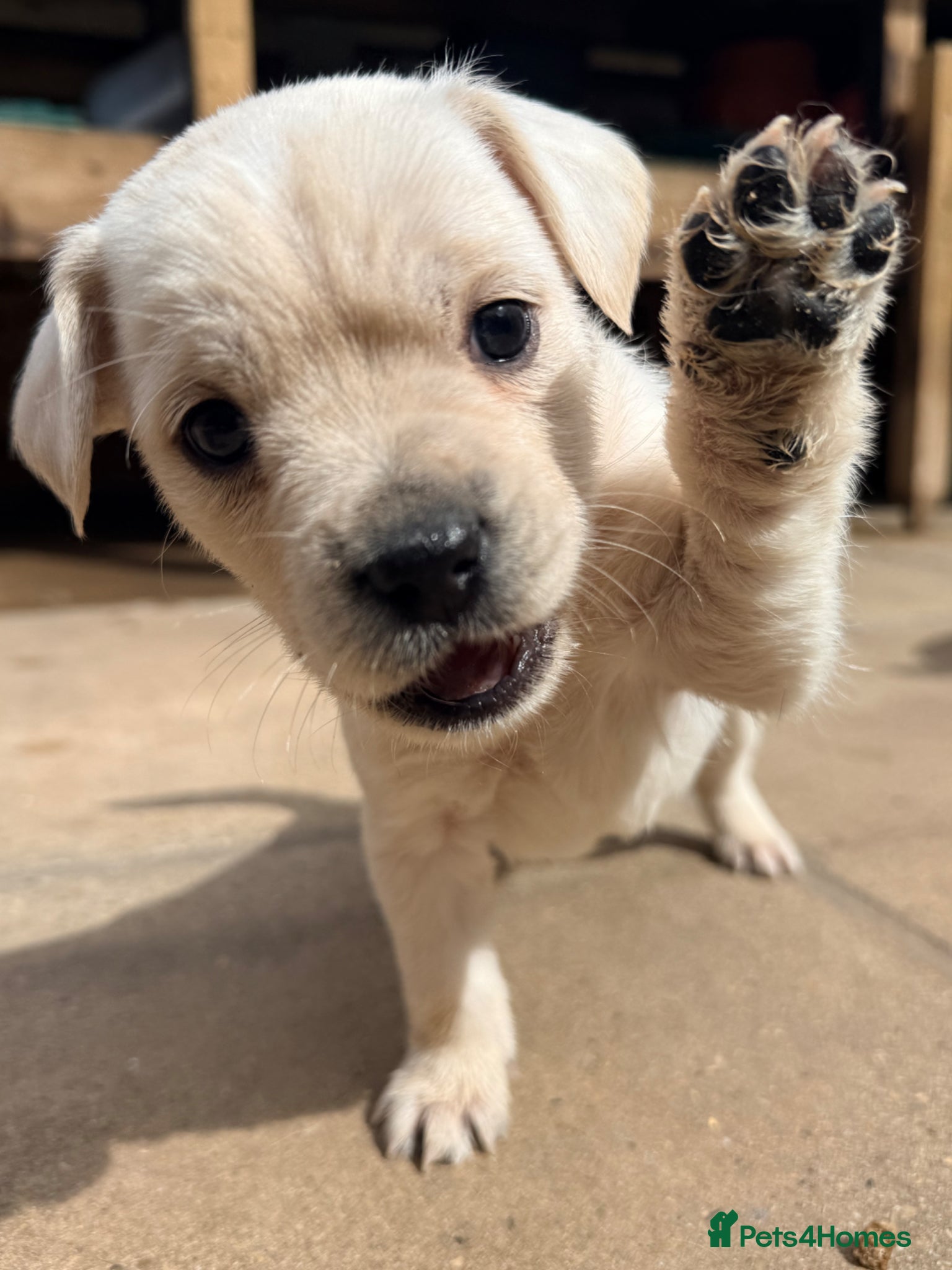 Mixed Breed dogs Frenchie x Yorkipoo Puppies –Homes Wanted 🐾 - Advert 10