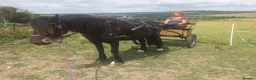 Welsh Section D horses for sale: Stunning 13,3/14hands Welsh D mare in Hailsham - Advert 3