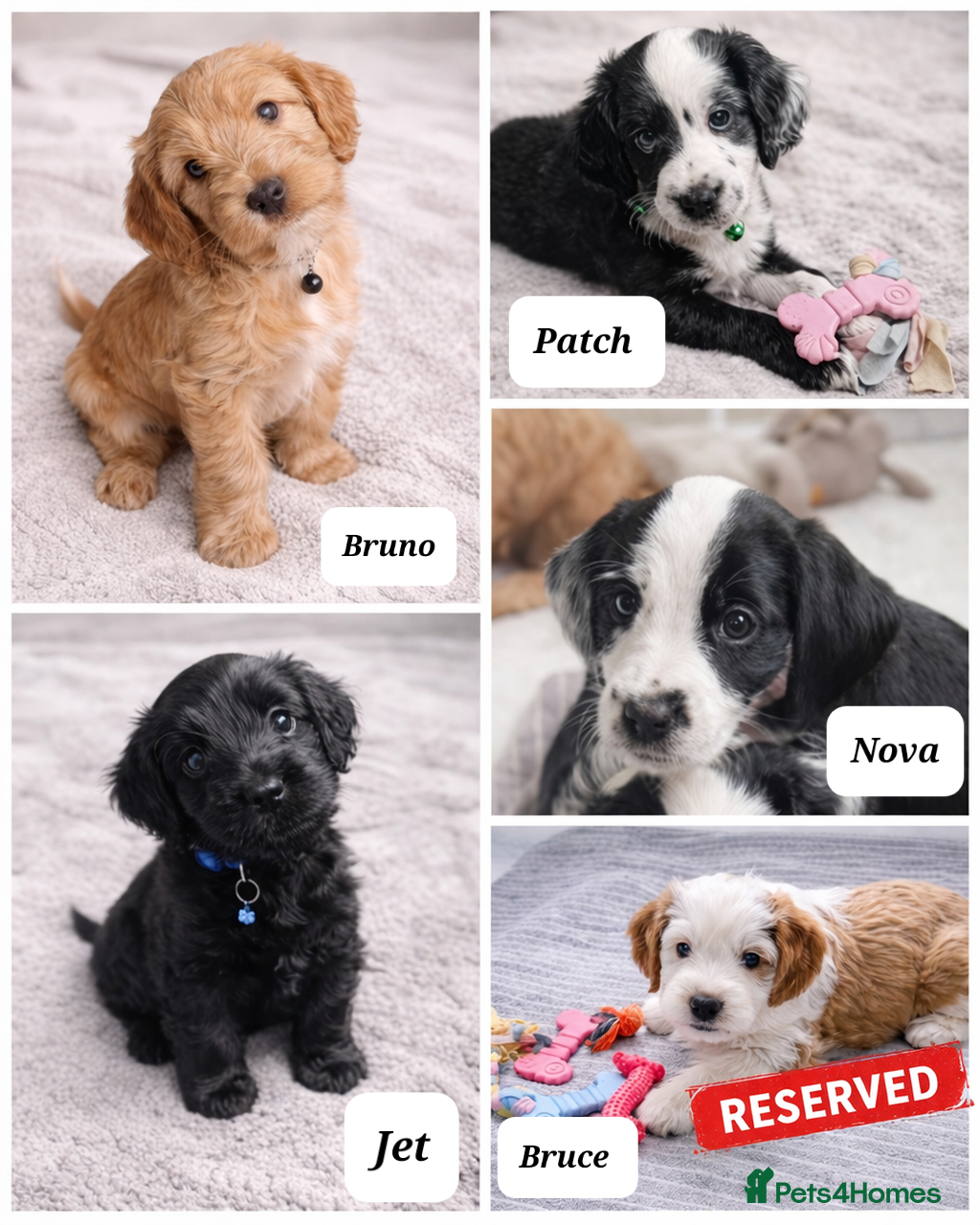 Mixed Breed dogs 🐾 Cocker Spaniel × Jack Russell Family Puppies - Advert 2