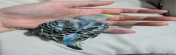 Budgerigars birds for sale: Baby budgies  - Advert 4